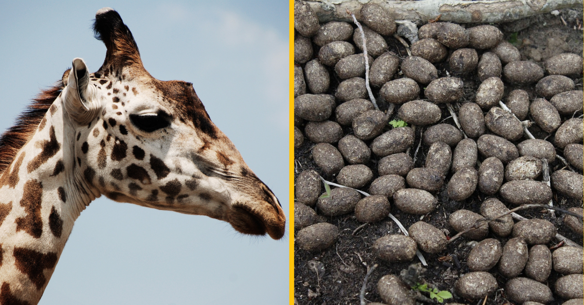 Žene bola na letisku zabavená krabica s žirafími bobkami. Neuveríte, na čo ich chcela použiť