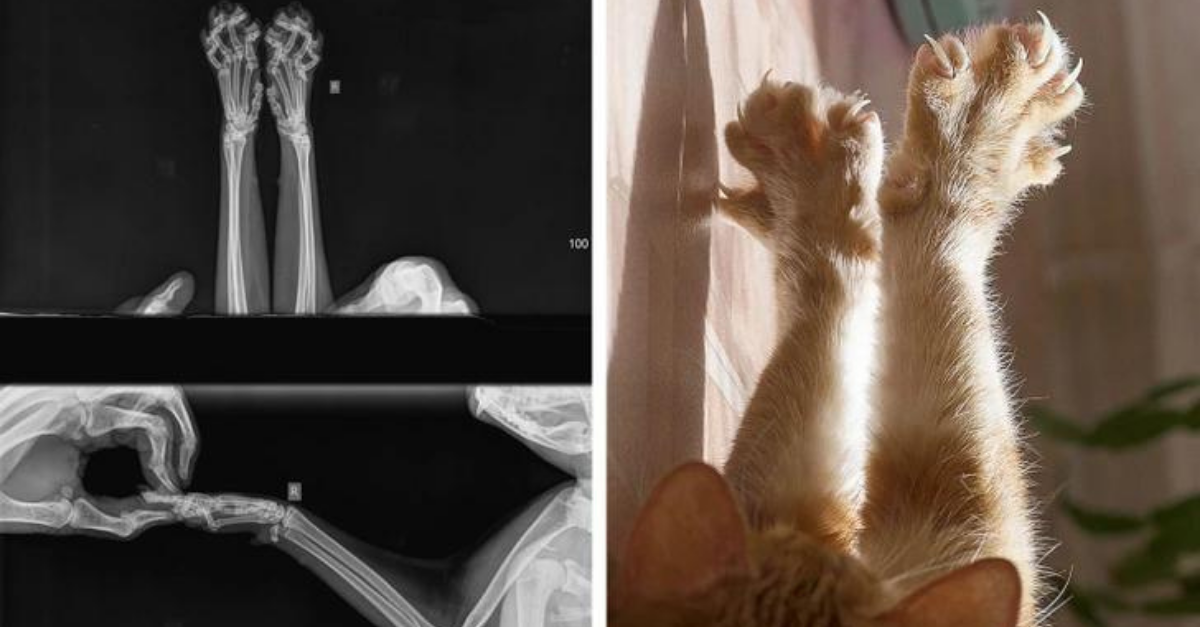13 úžasných röntgenových snímok