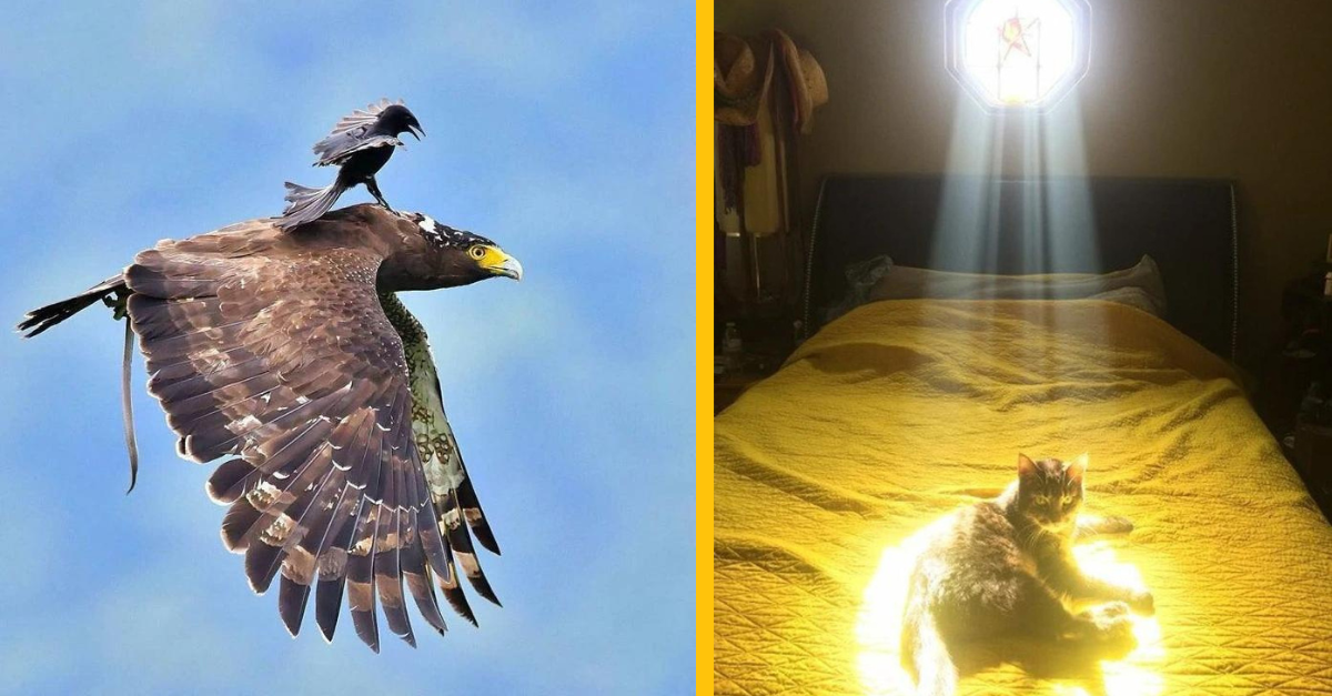 17 fotografov, ktorí mali mimoriadne šťastie a podarilo sa im urobiť exkluzívne zábery