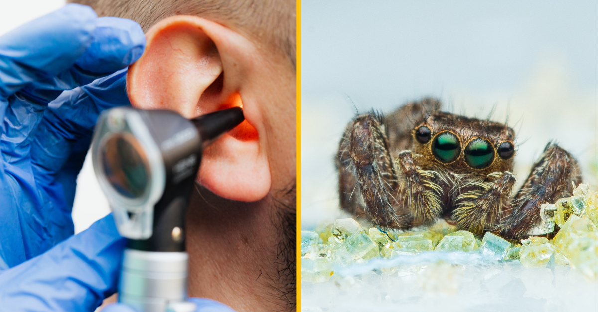 Žena počula vo svojom uchu zvláštne zvuky. Lekár vnútri našiel zabývaného malého pavúčika