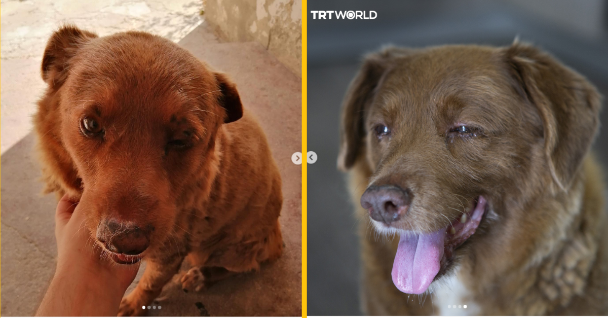 Bobi, najstarší pes na svete, zomrel vo veku 31 rokov