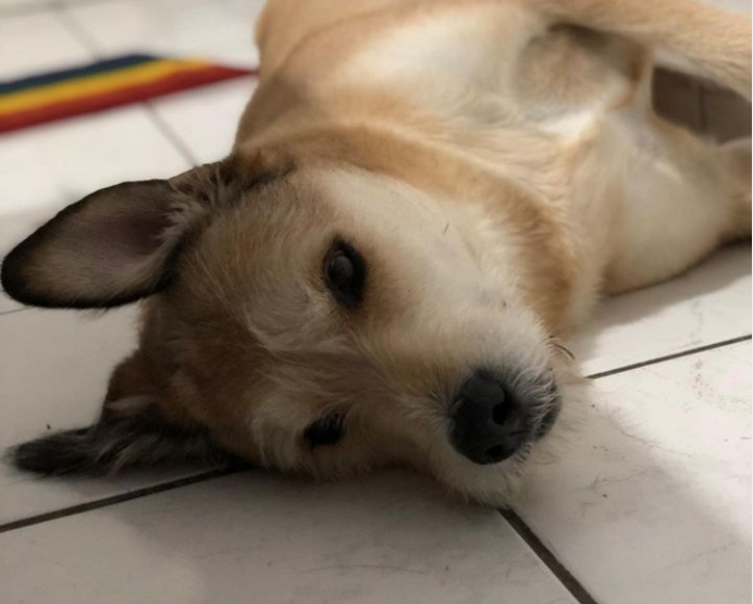 Žena sa vydesila po tom, čo uvidela svojho psa na kamerovom zázname. Vznášal sa vo vzduchu