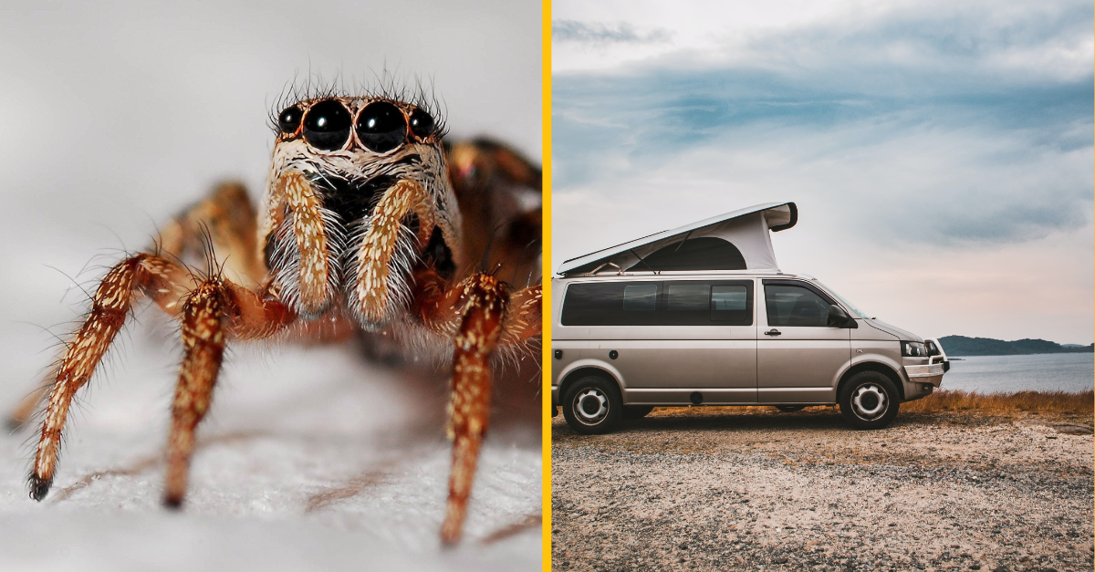 Strach z pavúkov ženu donútil vyskočiť z idúcej dodávky. Bola vodič