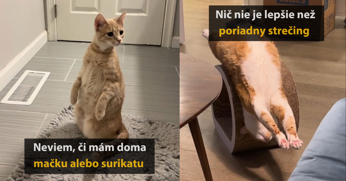 15 vtipných momentov domácich miláčikov #1