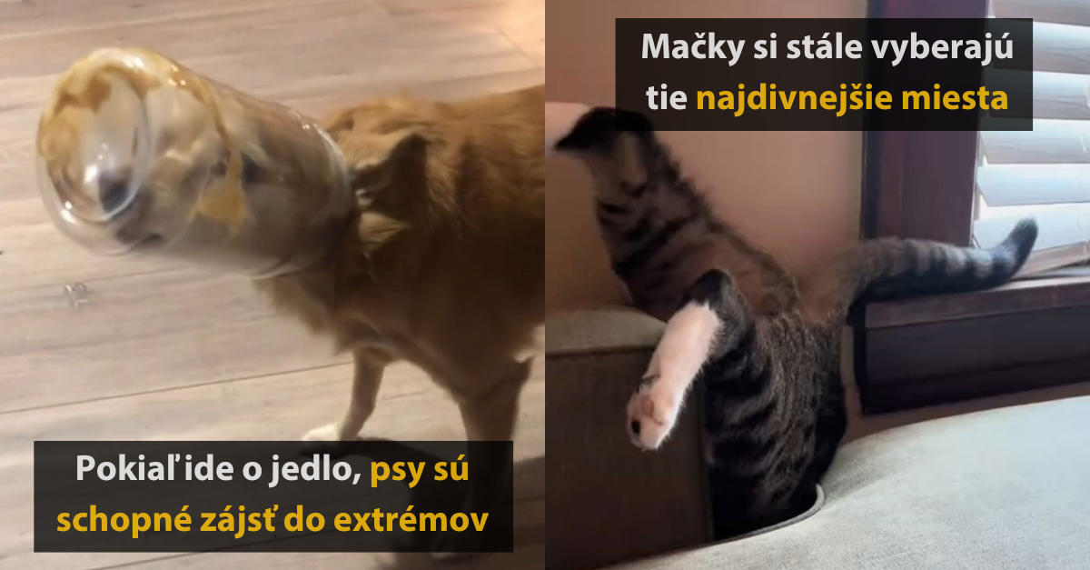 15 vtipných momentov domácich miláčikov #2