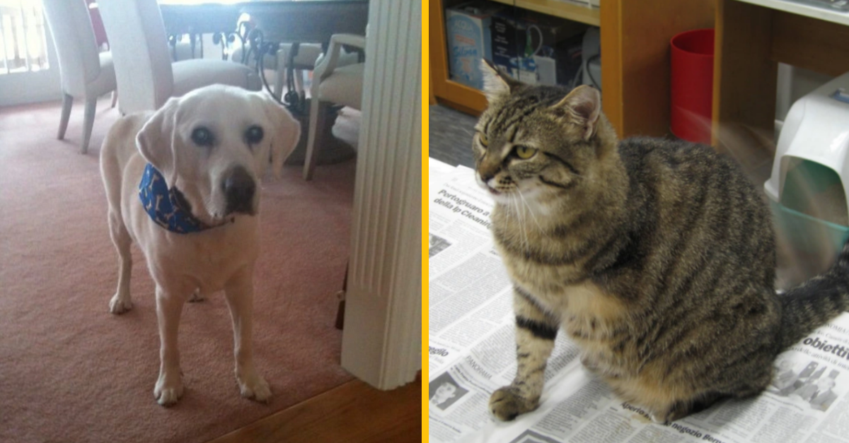 10 domácich maznáčikov, ktorí by si zaslúžili medailu