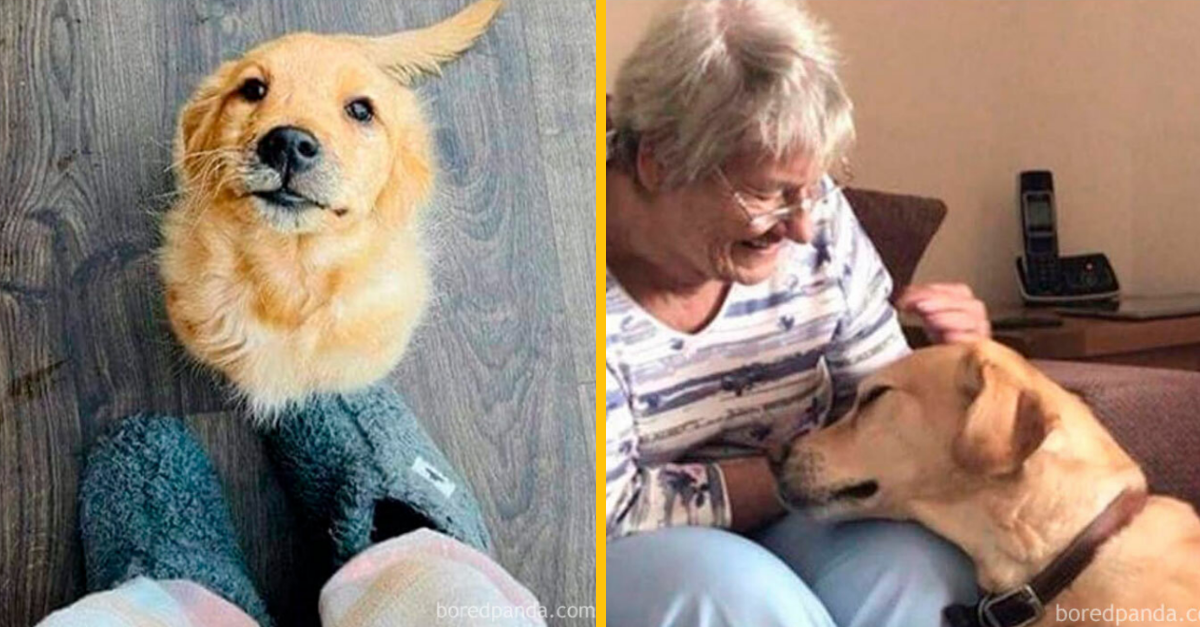 10 fotografií psov, za ktorými sa skrýva oveľa viac (1. časť)