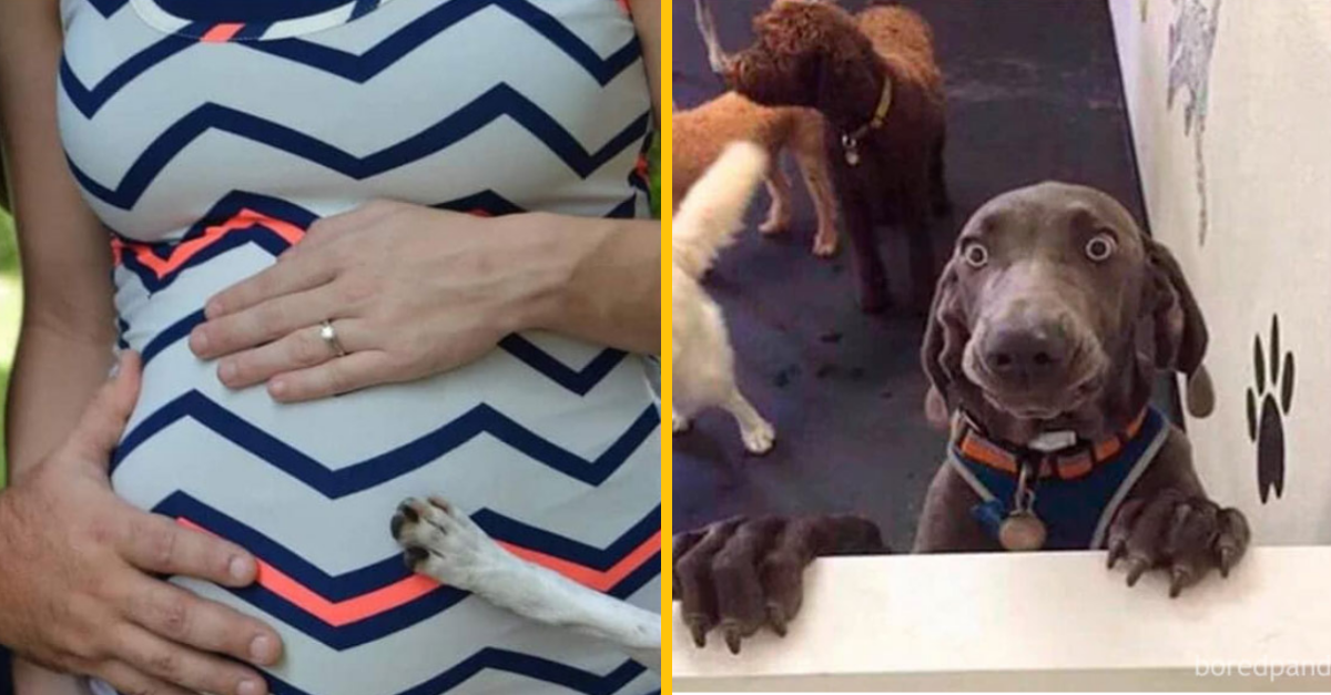 10 fotografií psov, za ktorými sa skrýva oveľa viac (2. časť)