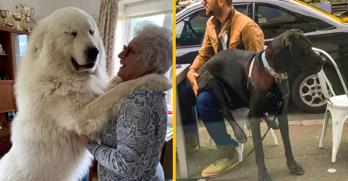 10 fotografií psov, ktorých majitelia si neuvedomili, že vyrastú taký obrovský