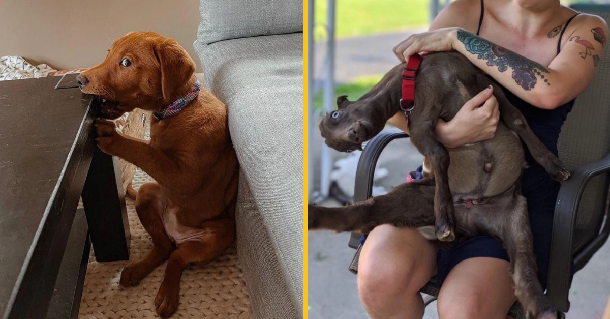 10 fotografií zvierat, ktoré vyzerajú, že majú o koliesko menej