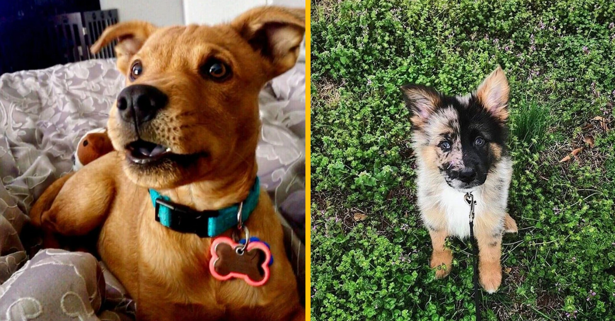 13 zvieracích krížencov, ktorí roztopia vaše srdce