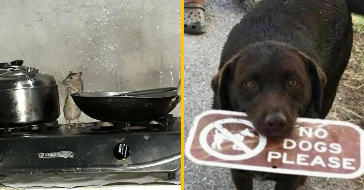 10 perfektných fotografií, ktoré boli odfotené v ten správny moment (2. časť)