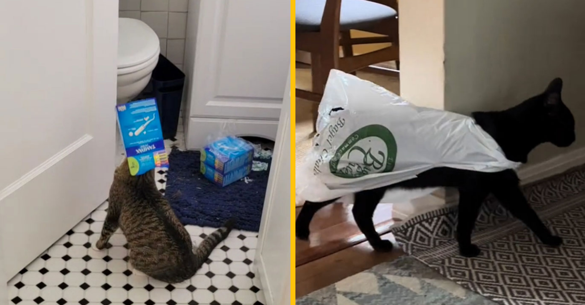 Týchto 12 ľudí sa podelilo o najbláznivejšie momenty ich domácich maznáčikov (1. časť)