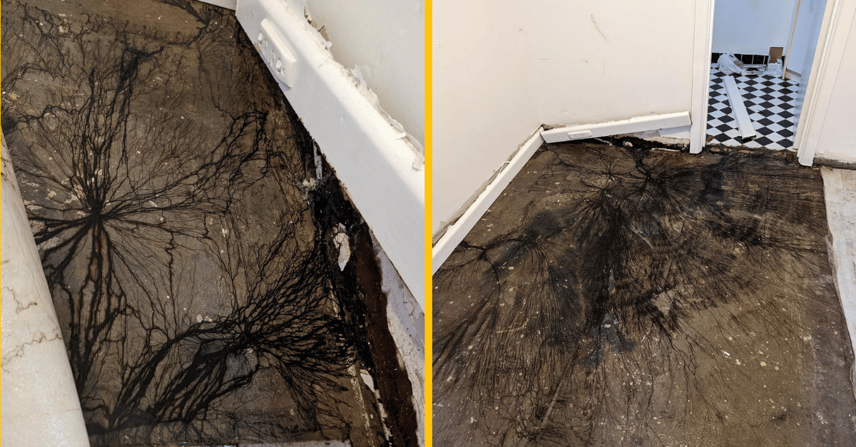 Ľudia sú zhrození! Majiteľka domu objavila pod podlahovými doskami nechutný čierny výrastok