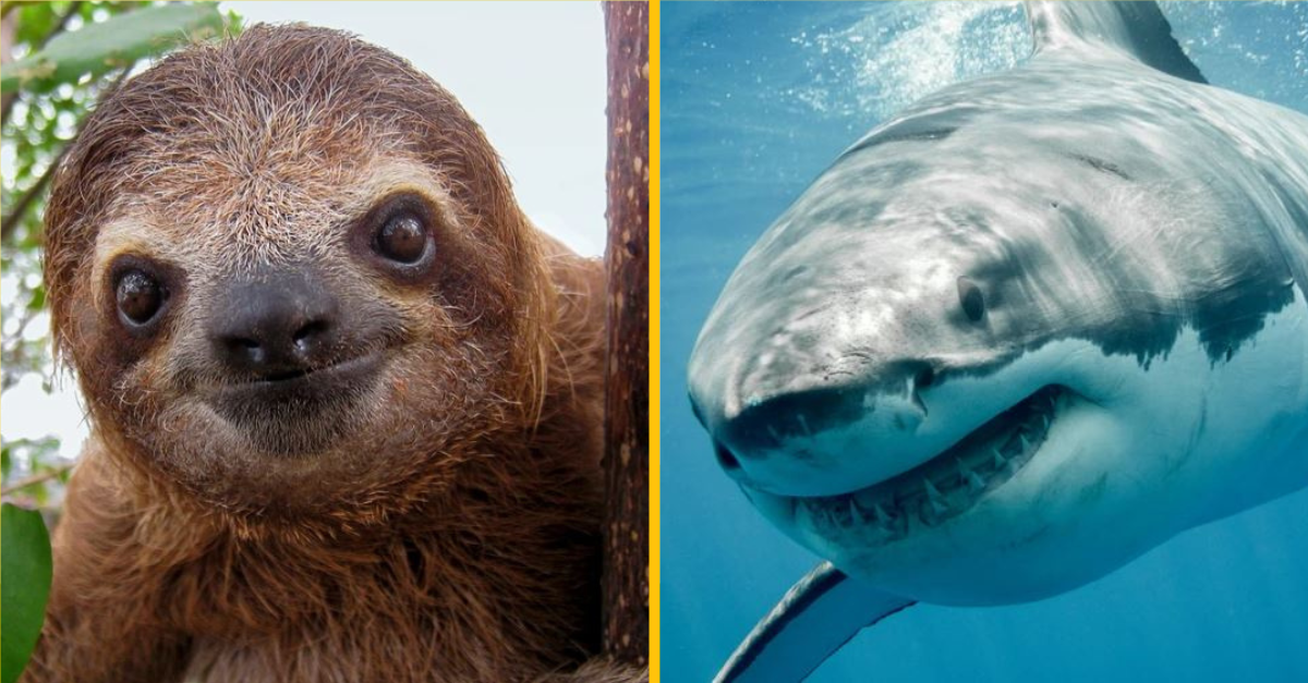 Akú vzdialenosť môže za deň prejsť týchto 15 zvierat?