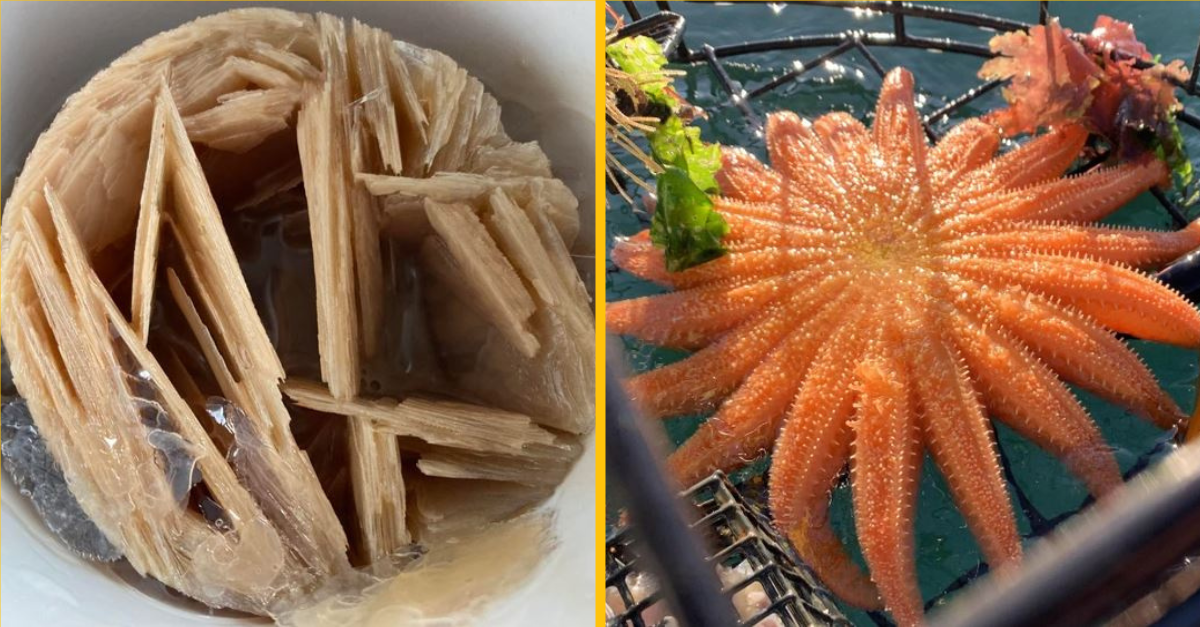 Fotografie objavov, ktoré uspokoja vašu vnútornú detskú zvedavosť