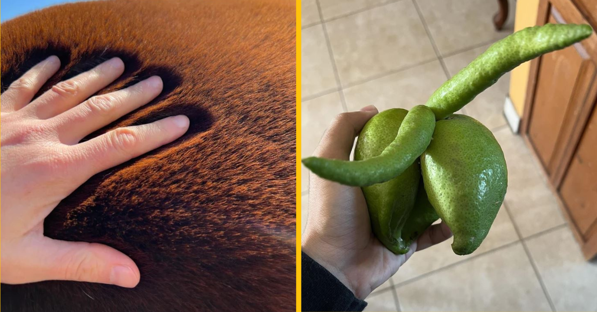 Fotografie, ktoré dokazujú, že aj príroda dokáže zmeniť obyčajný deň na nezabudnuteľnú spomienku