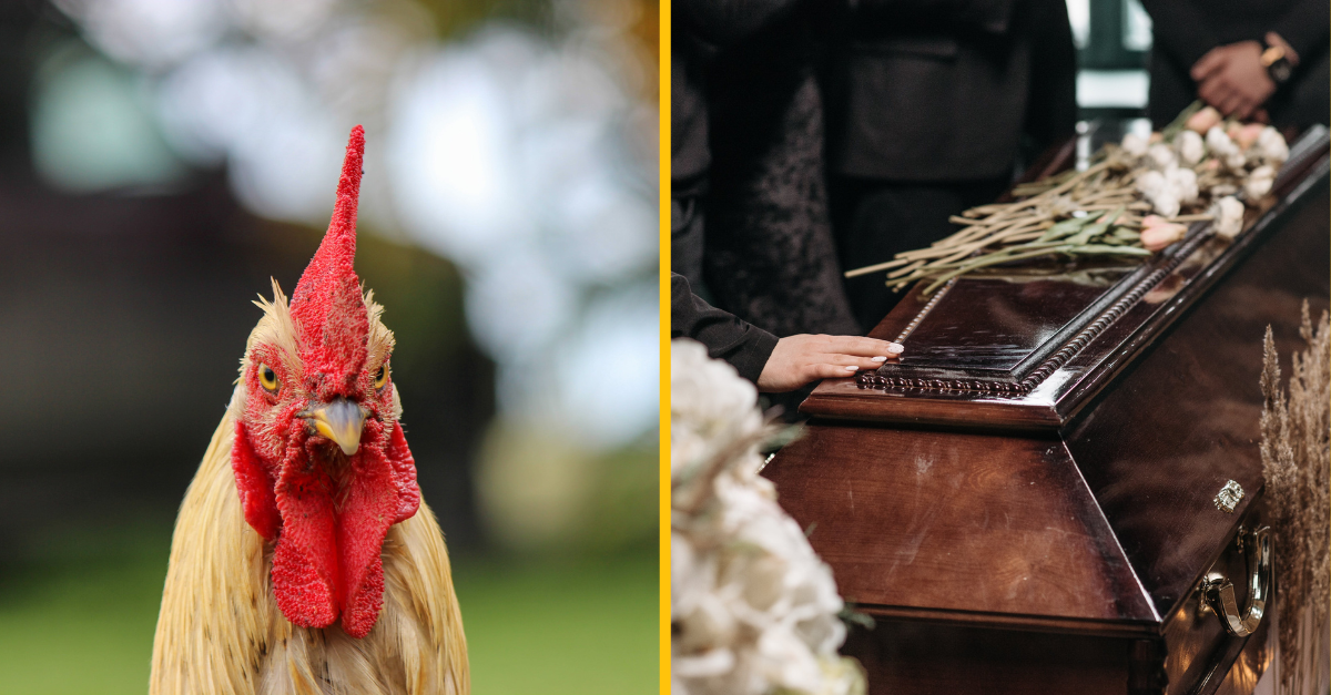 Ženu zabil kohút, keď sa snažila pozbierať vajcia od svojich sliepok