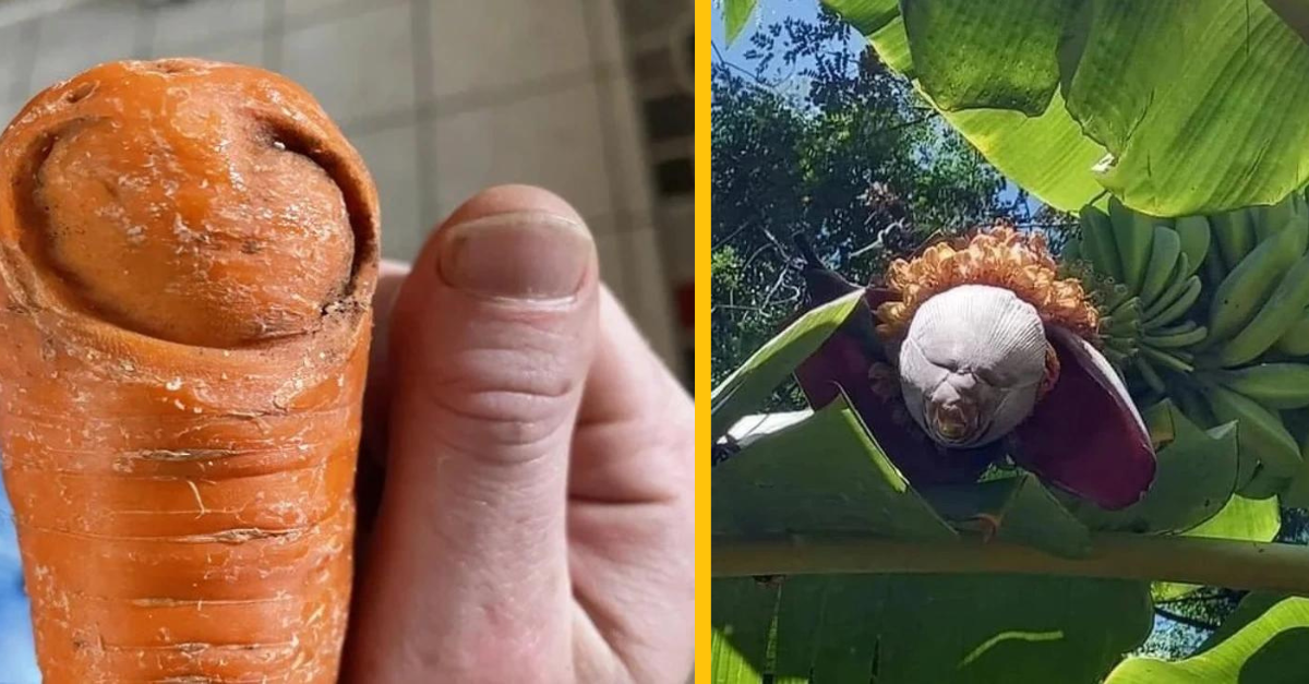 13 kreatívnych výtvorov prírody