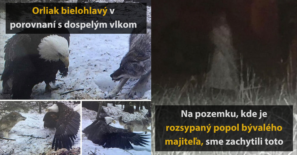 23 fotografií zachytených na fotopascách, ktoré by ste radšej nevideli