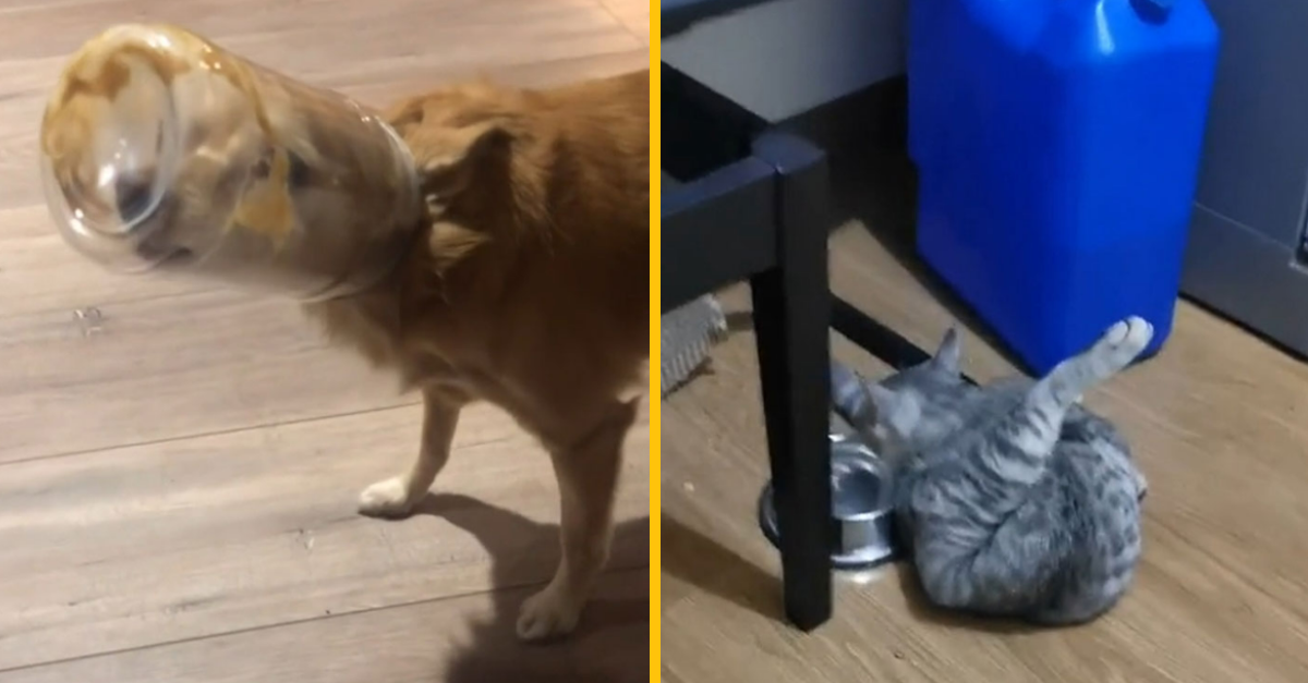 Týchto 14 ľudí sa podelilo o najbláznivejšie momenty ich domácich maznáčikov (2. časť)