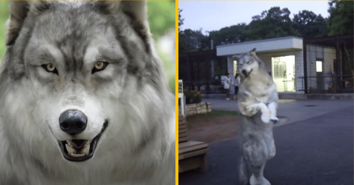 Muž utratil 22 tisíc eur za kostým vlka – už sa viacej necíti ako človek