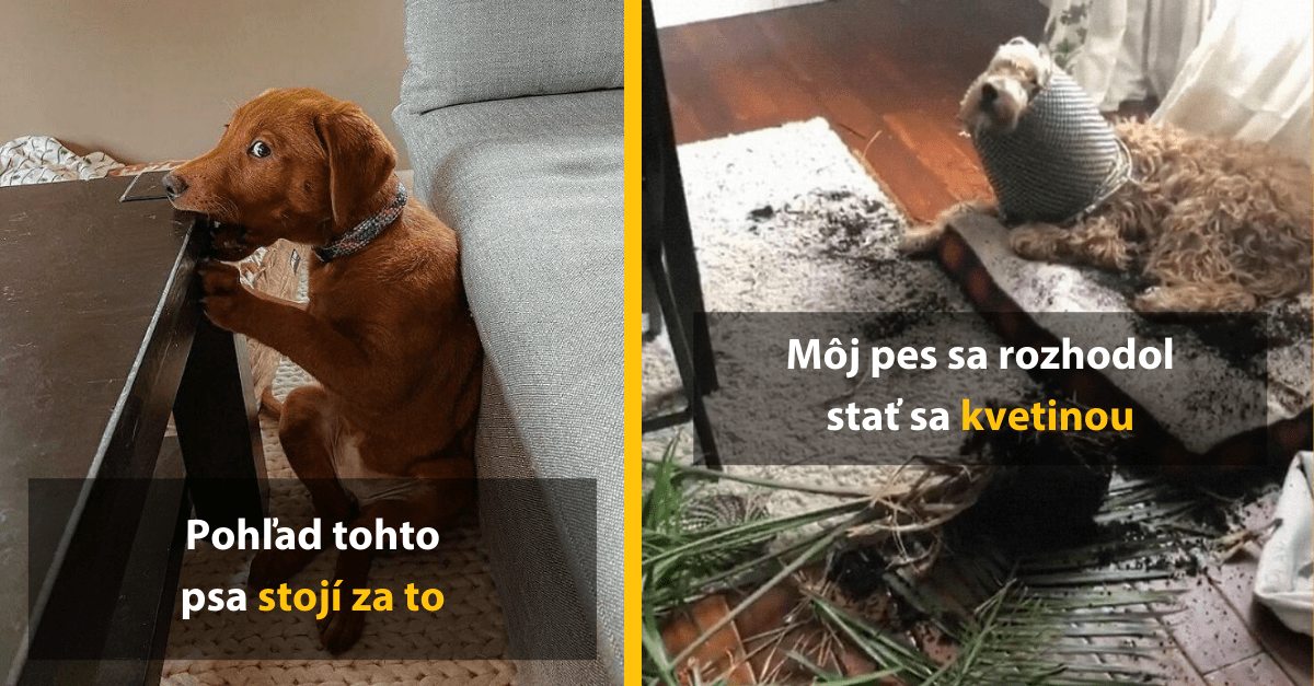20+ domácich miláčikov, ktorých majitelia prichytili priamo pri čine