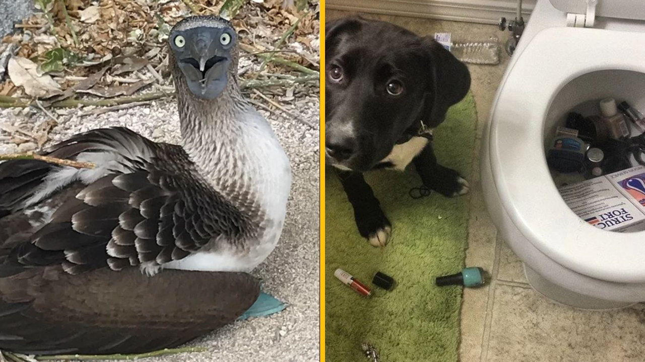 Fotografie zvierat, ktoré si len ťažko dokážu predstaviť, aké sú komické