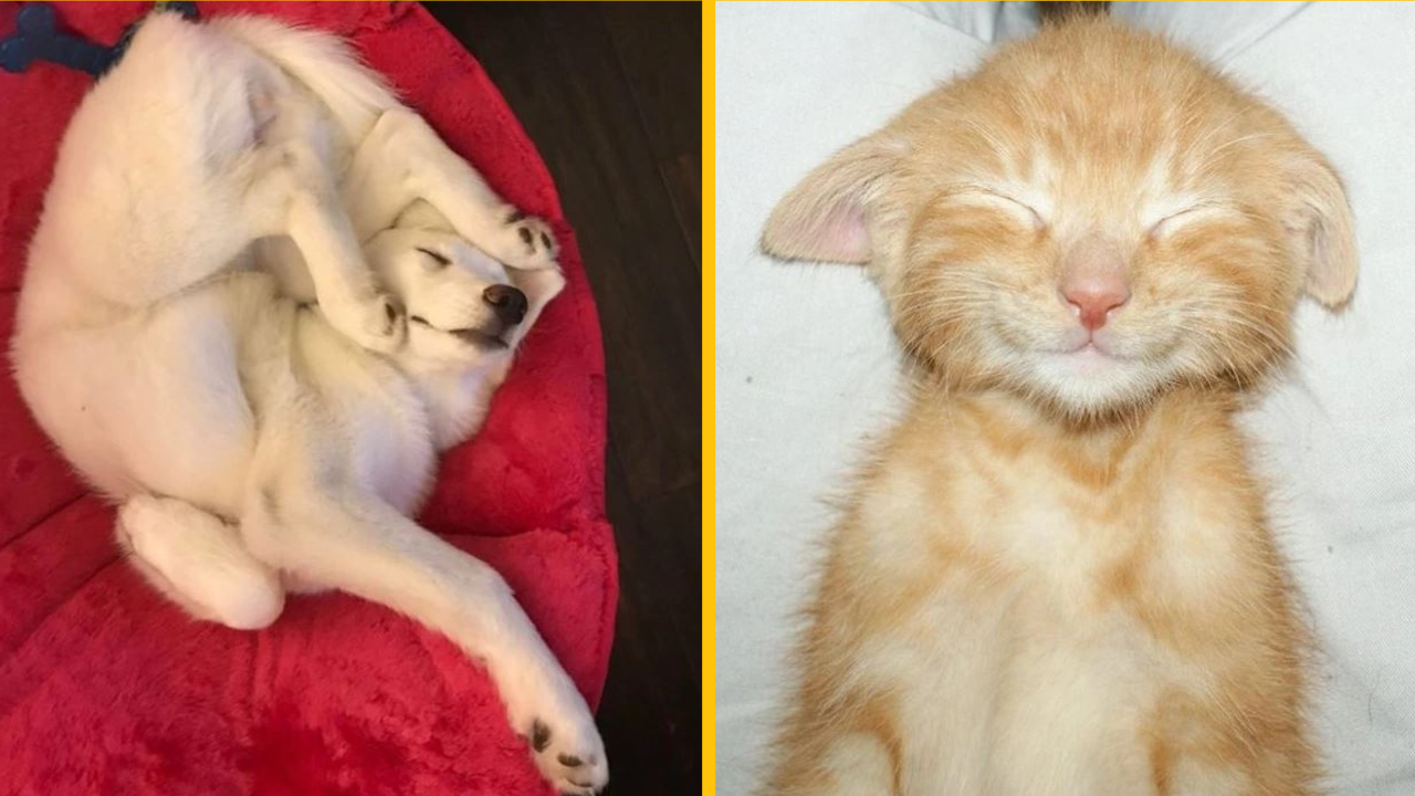 Vedci tvrdia, že pohľad na rozkošné fotografie môže dodať iskru do vášho milostného života