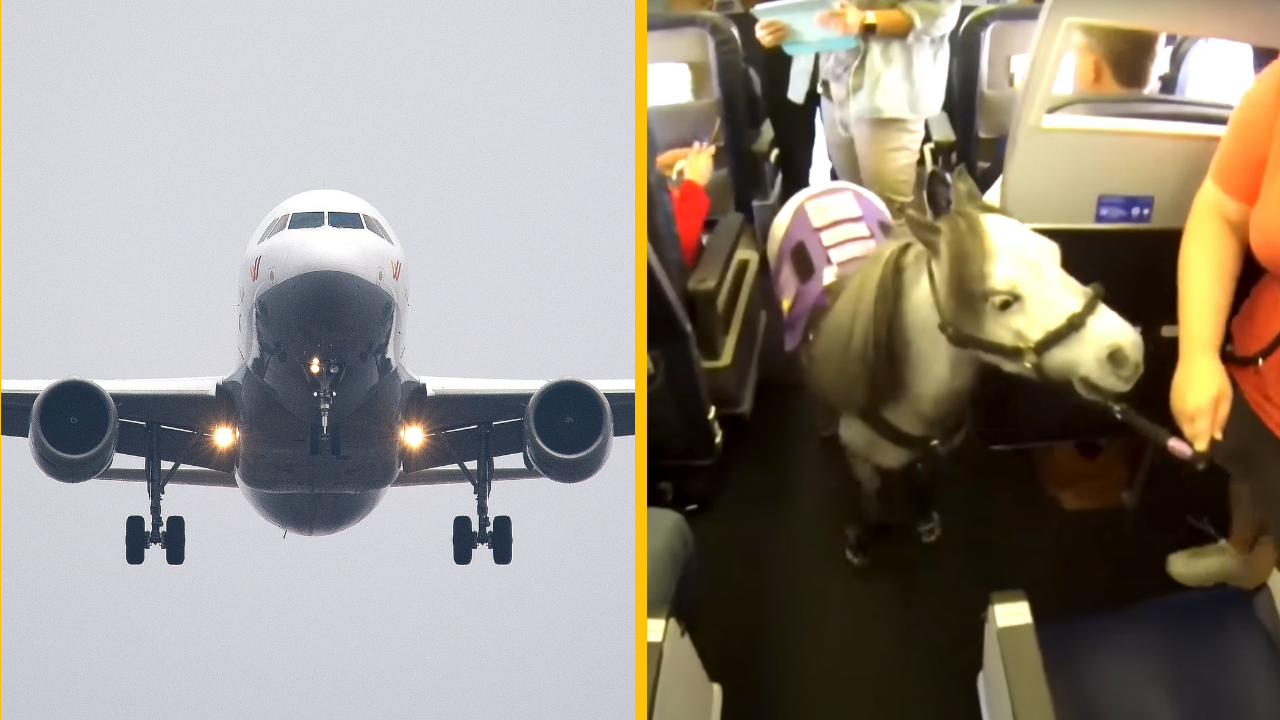 Cestujúci sú zúriví po tom, ako museli v lietadle sedieť s poníkom