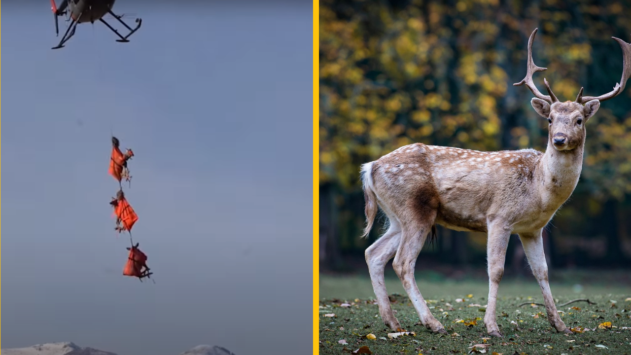 Predstavitelia voľne žijúcich živočíchov v Utahu zdieľajú video lietajúceho jeleňa + VIDEO
