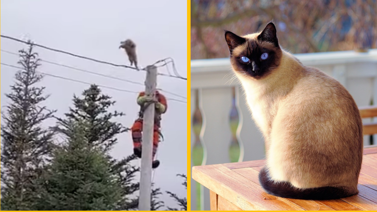 Mačací „Daredevil“ sa vyhýba záchrane skokom zo stĺpa + VIDEO