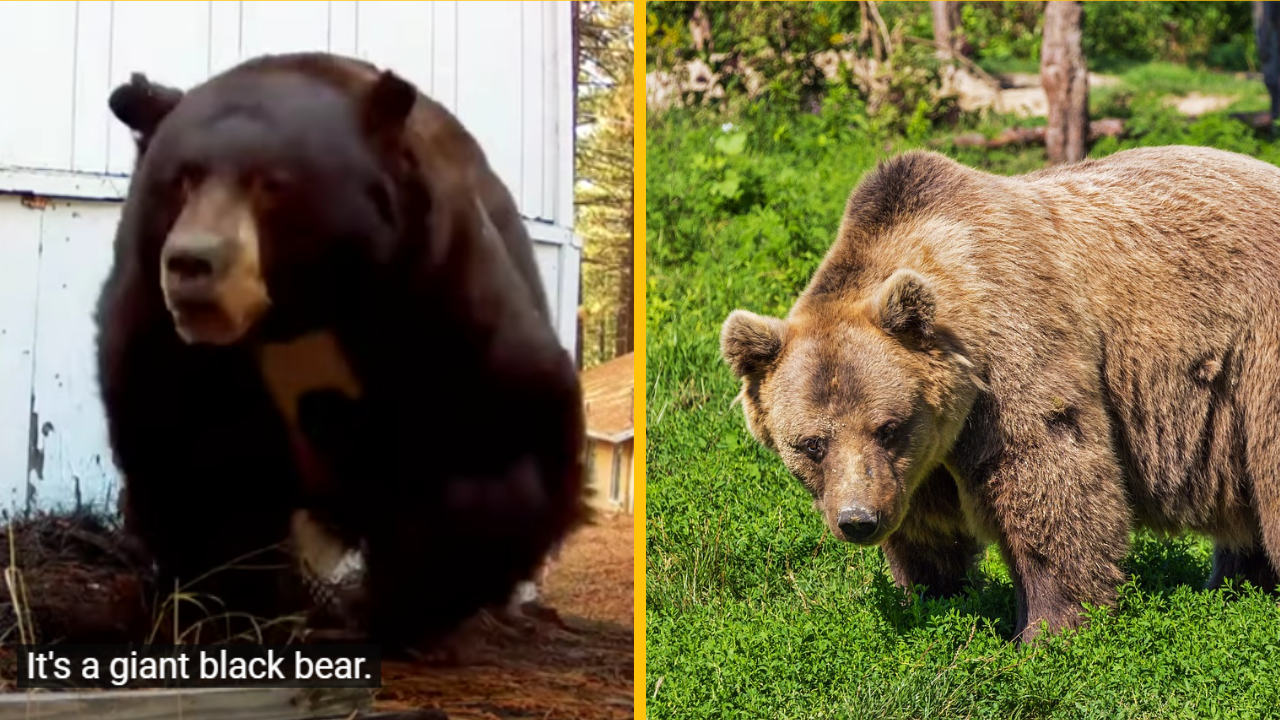 Muž bol nútený streliť medveďa paintballovou pištoľou, aby vyšiel z jeho domu + VIDEO