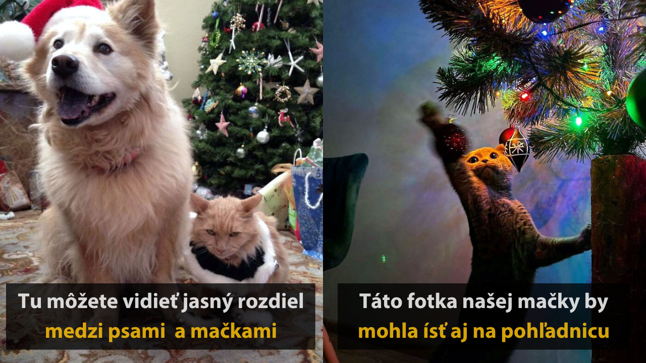 15 fotografií, ktoré dokazujú, že aj zvieratá si dokážu užívať Vianoce #1