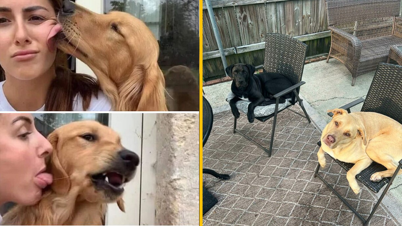 Tieto fotografie dokonalo vystihujú život so psom do poslednej kvapky jeho bizarnosti (1. časť)