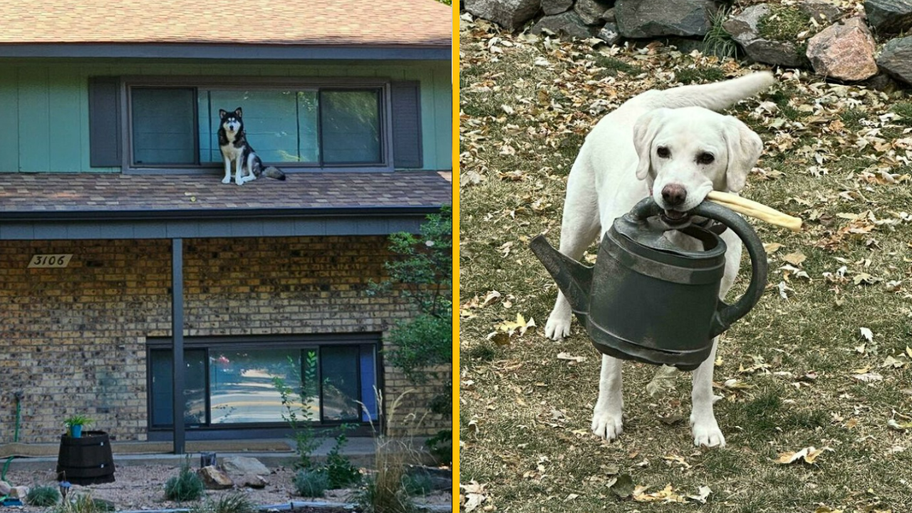 Tieto fotografie dokonalo vystihujú život so psom do poslednej kvapky jeho bizarnosti (2. časť)