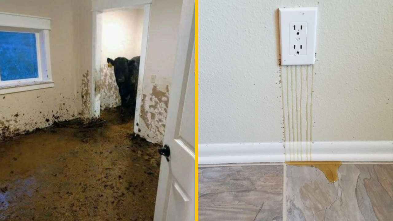 Inšpektori sa podelili o fotografie najbizarnejších vecí, ktoré vo svojej práci videli (1. časť)