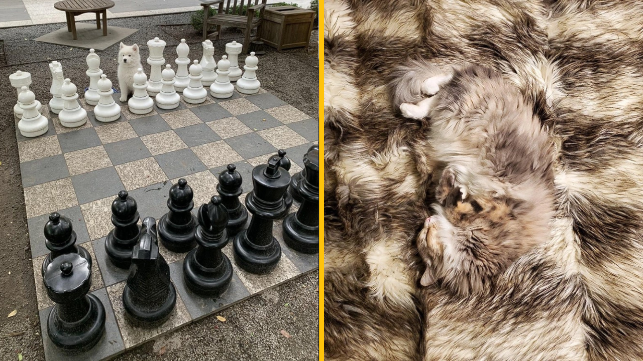 12 fotografií zvierat, ktoré sú majstrami kamufláže