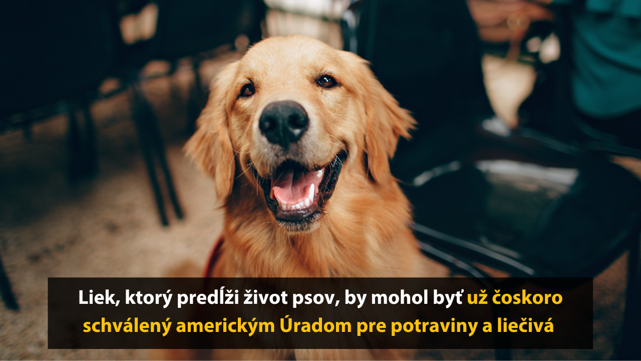 Zázračný liek, ktorý predĺži život vášho psa? Nie je to vtip, ale realita. Na trh by sa mohol dostať už v roku 2026