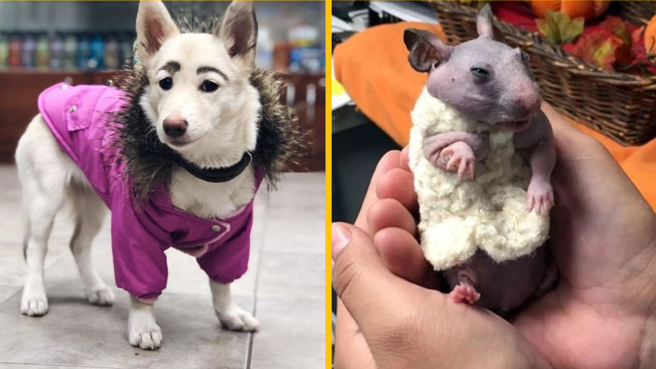 Fotografie zvierat, ktorých genetické mutácie len pridali k ich šarmu