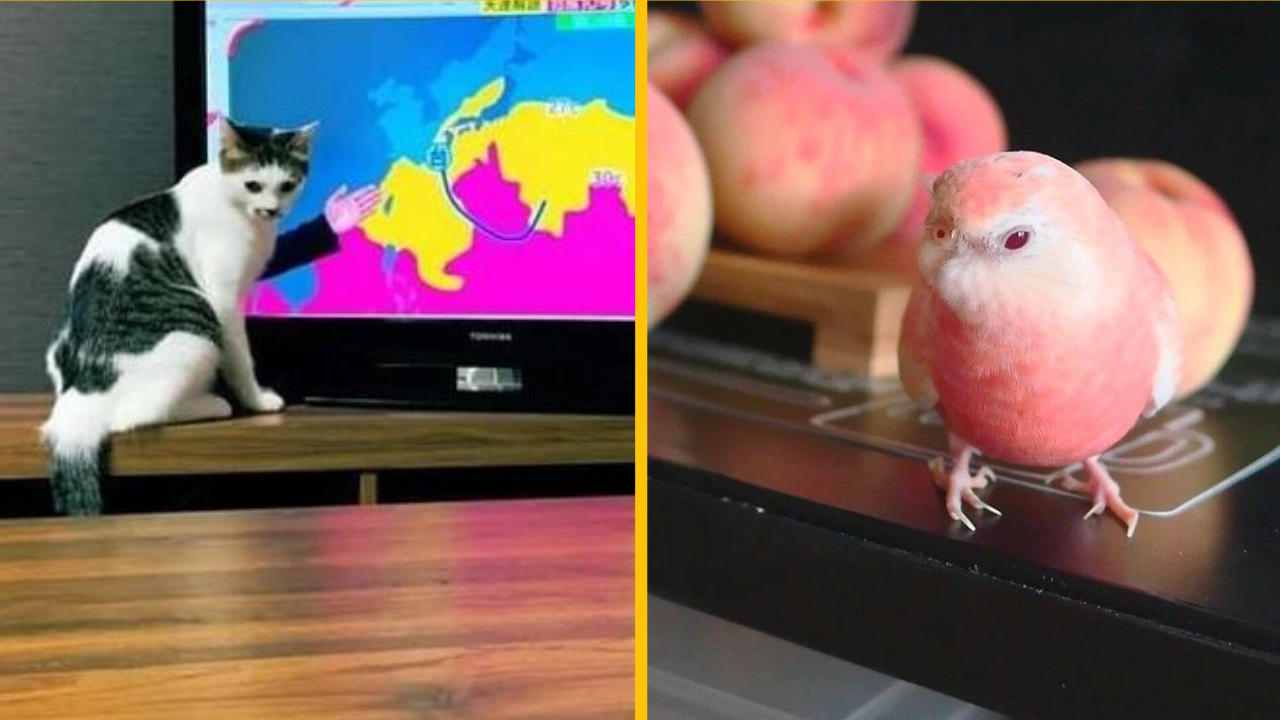 Fotografie, ktoré na prvý pohľad môžu zmiasť vaše vnímanie