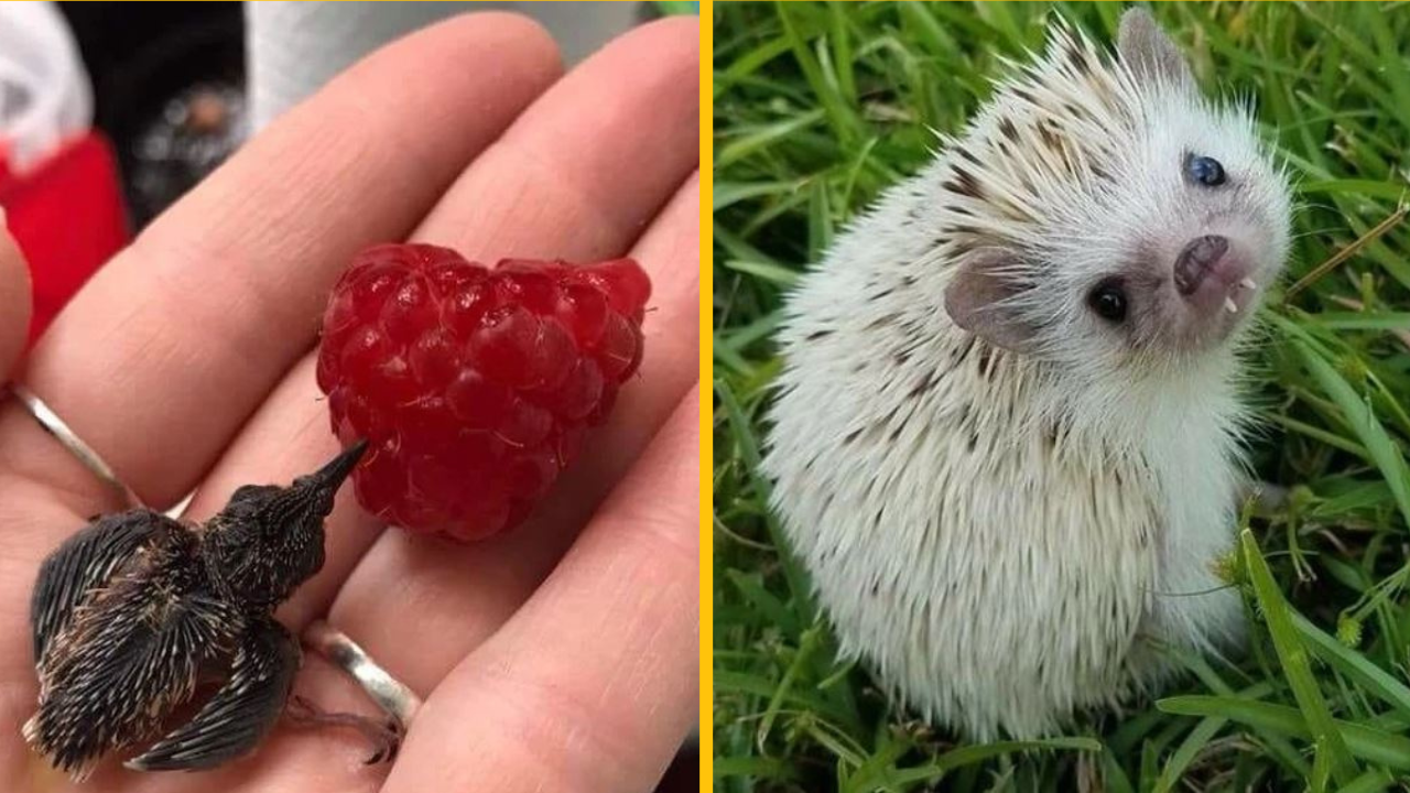 25 maličkých zvieratiek, ktoré sú viac ako len očarujúce