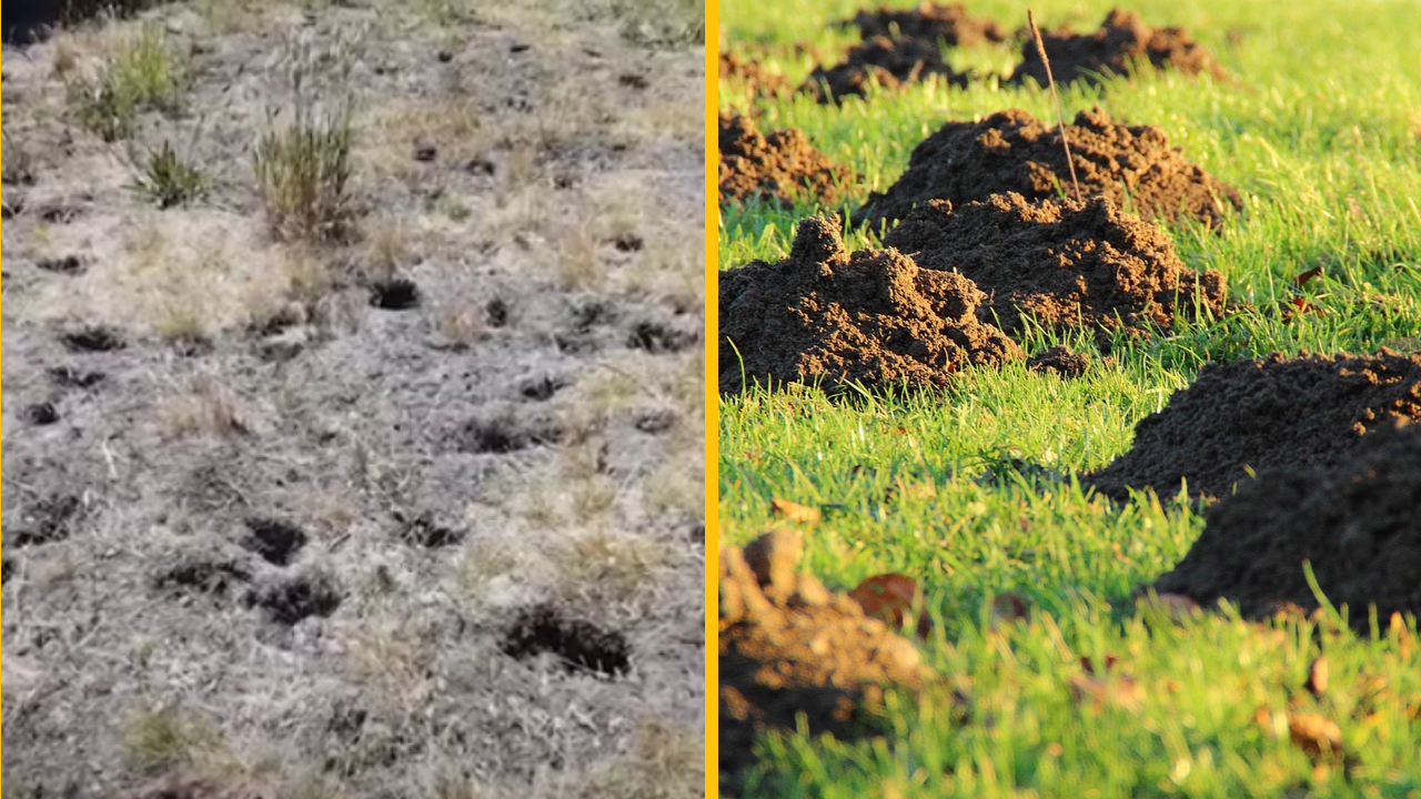 Austrálčanka vyhrala súťaž o najškaredší trávnik na svete + VIDEO