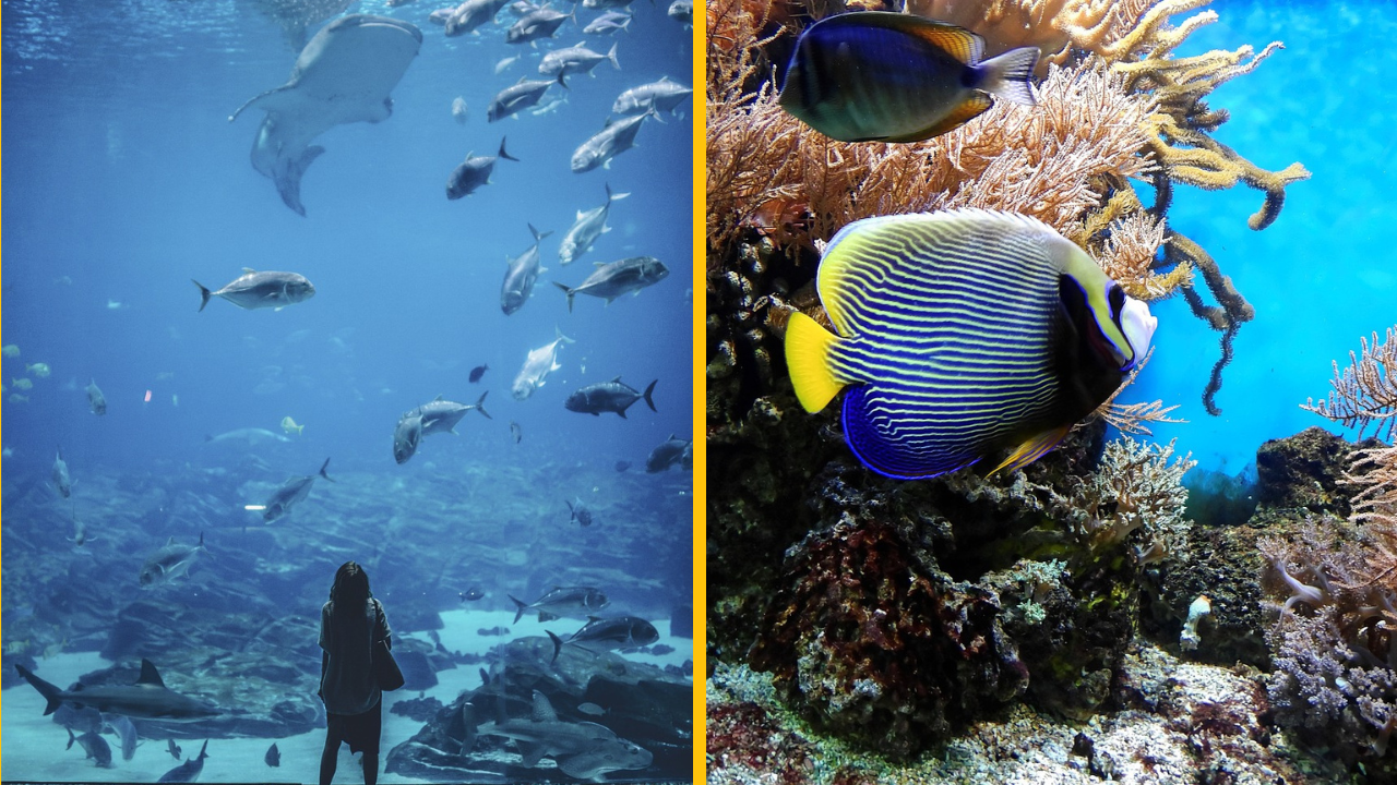 Nahého muža dolapila polícia po tom, čo sa vrhol do obrovského akvária na spôsob „delovej gule“