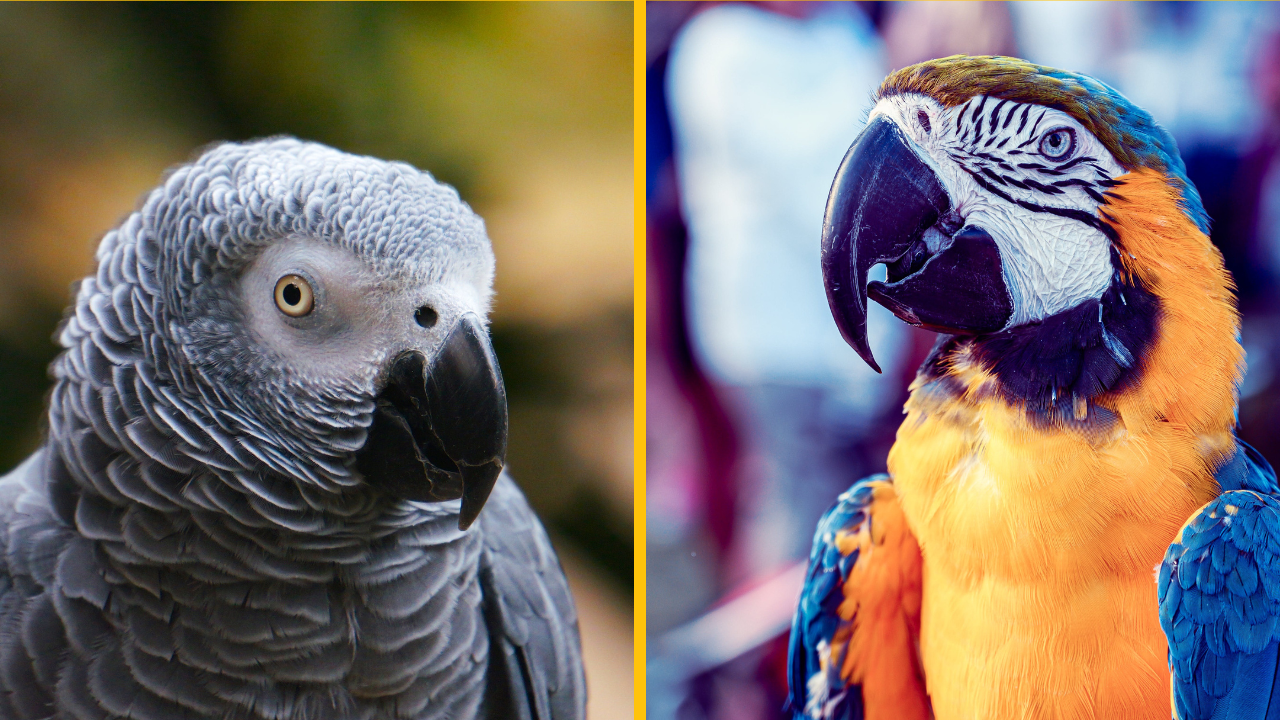 Papagáje s hrubým slovníkom sú hviezdami v britskej zoo