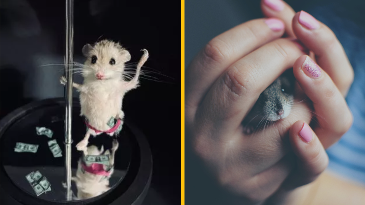 Žena si dala za 200 eur vypchať svojho škrečka ako zvieraciu striptérku pri tyči