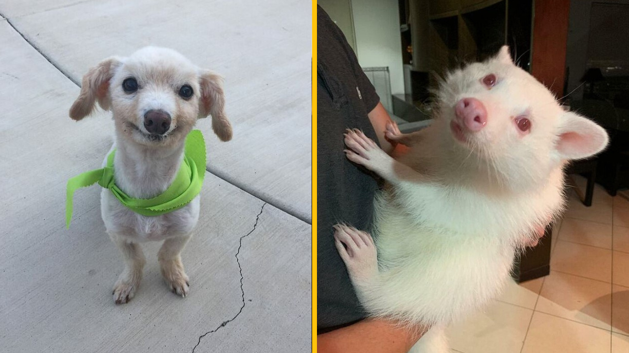 10 vzácnych genetických mutácií, ktoré robia tieto zvieratá výnimočnými (1. časť)