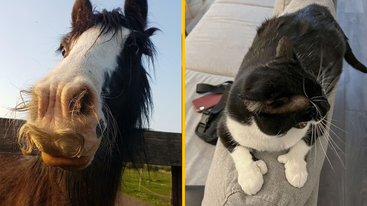 10 vzácnych genetických mutácií, ktoré robia tieto zvieratá výnimočnými (2. časť)