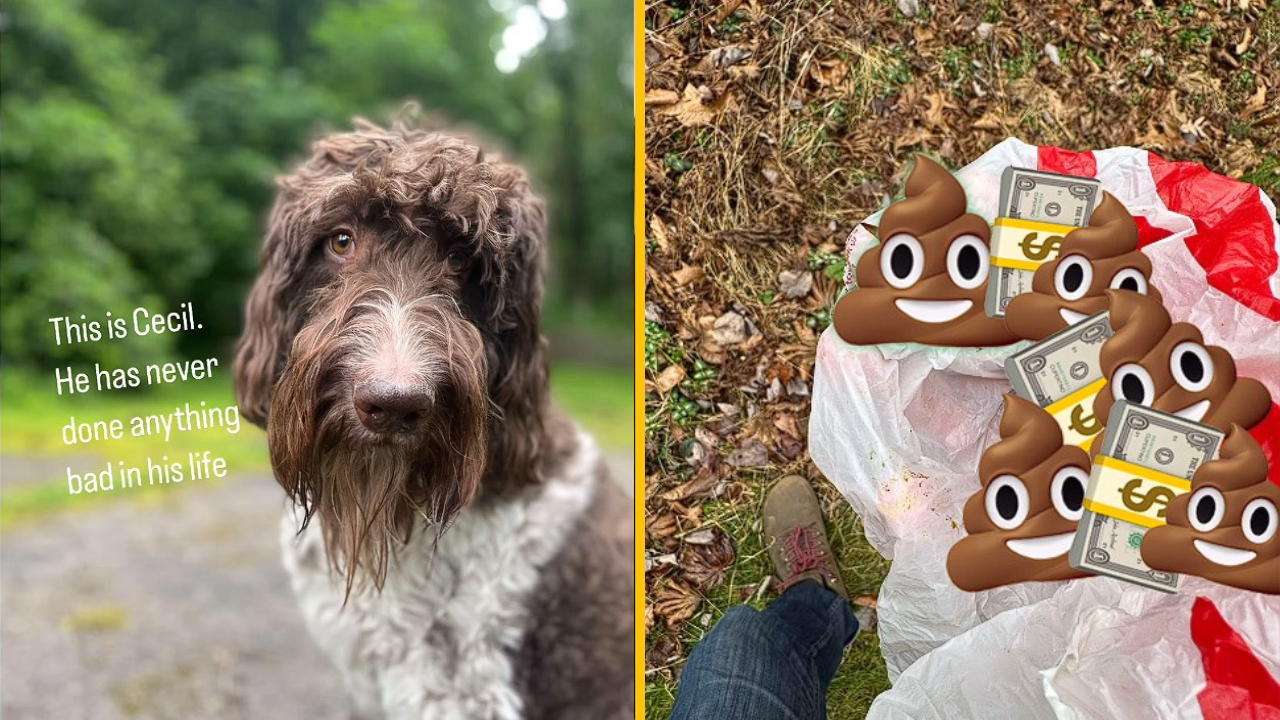 Pes menom Cecil nikdy neurobil nič zlé. Až doteraz! Jeho majiteľov jeho bizarný kúsok vyšiel na tisícky dolárov