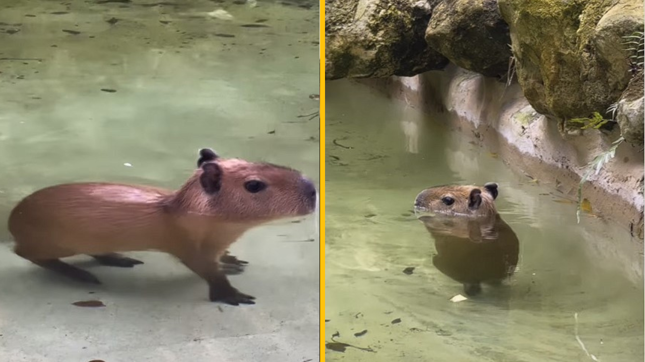 Nadácia požiadala ľudí, aby im pomohli pomenovať mláďa kapybary. Video rýchlo ovládlo internet